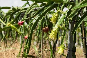 farm of pitaya with fruit